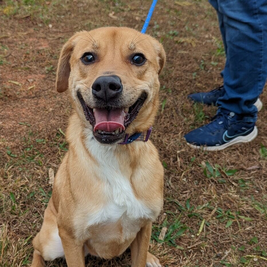 Instagram post from foothillscaninerescue. This post is in position 2.