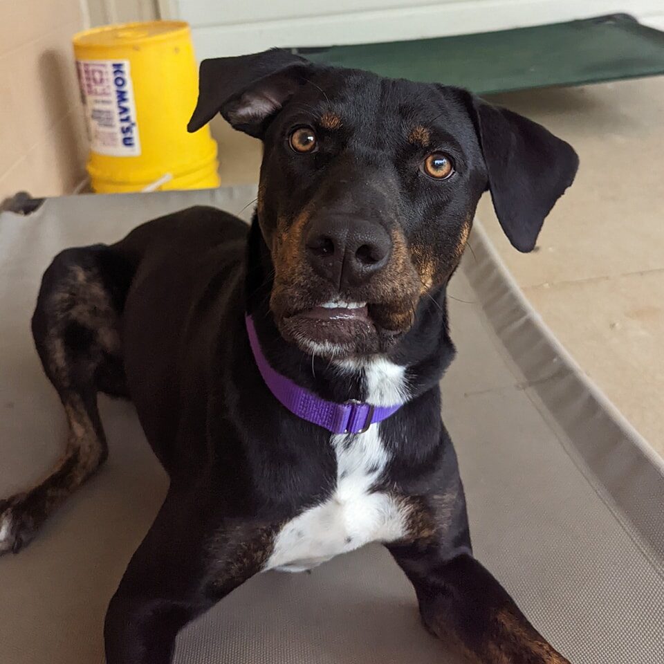 Instagram post from foothillscaninerescue. This post is in position 3.