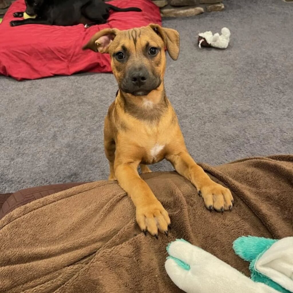 Instagram post from foothillscaninerescue. This post is in position 1.