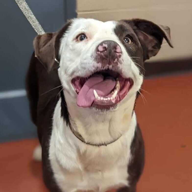 Instagram post from foothillscaninerescue. This post is in position 7.