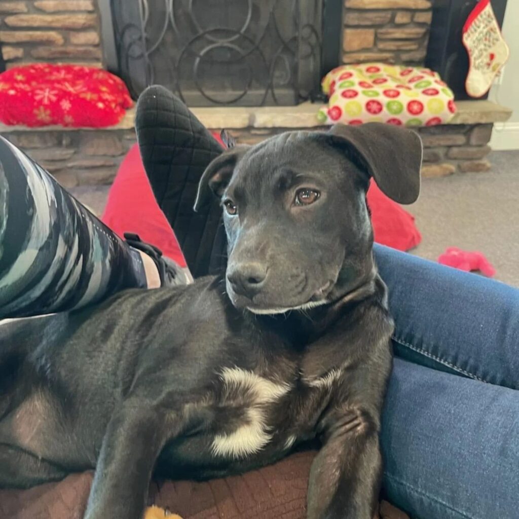 Instagram post from foothillscaninerescue. This post is in position 0.