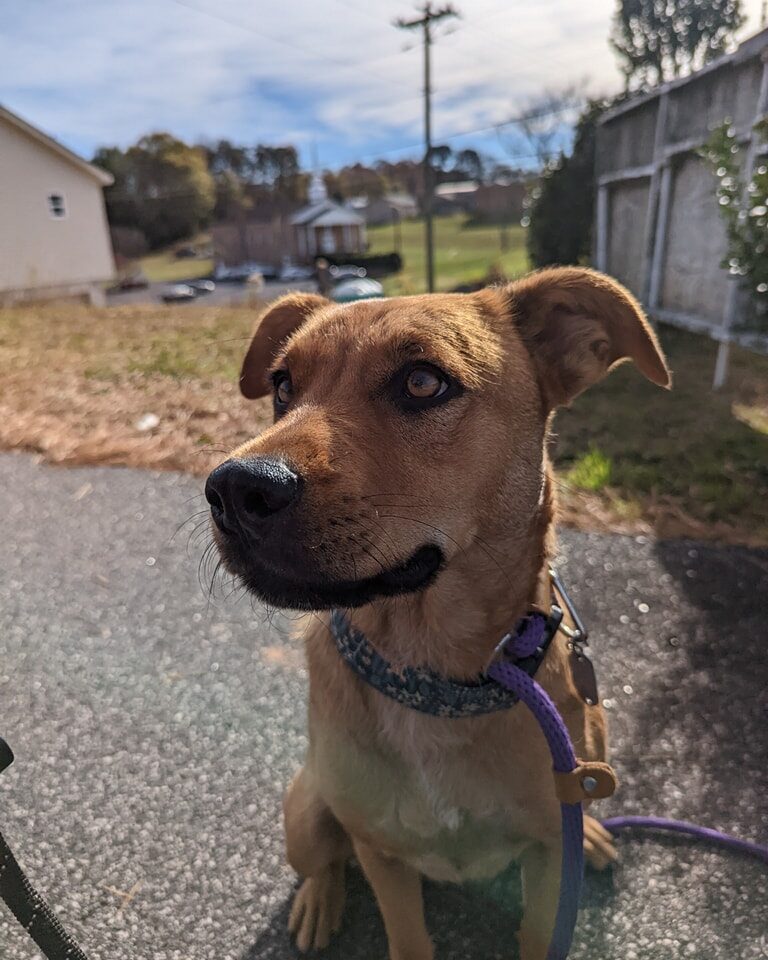 Instagram post from foothillscaninerescue. This post is in position 4.