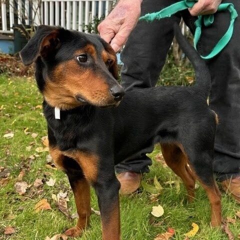 Instagram post from foothillscaninerescue. This post is in position 1.