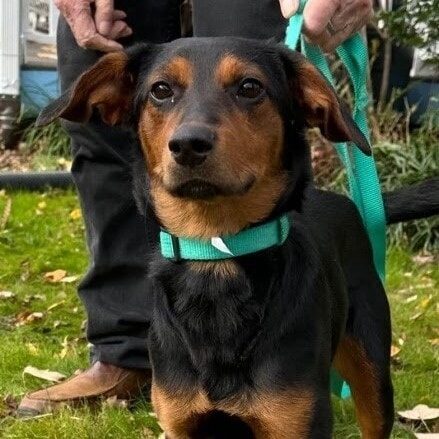 Instagram post from foothillscaninerescue. This post is in position 5.