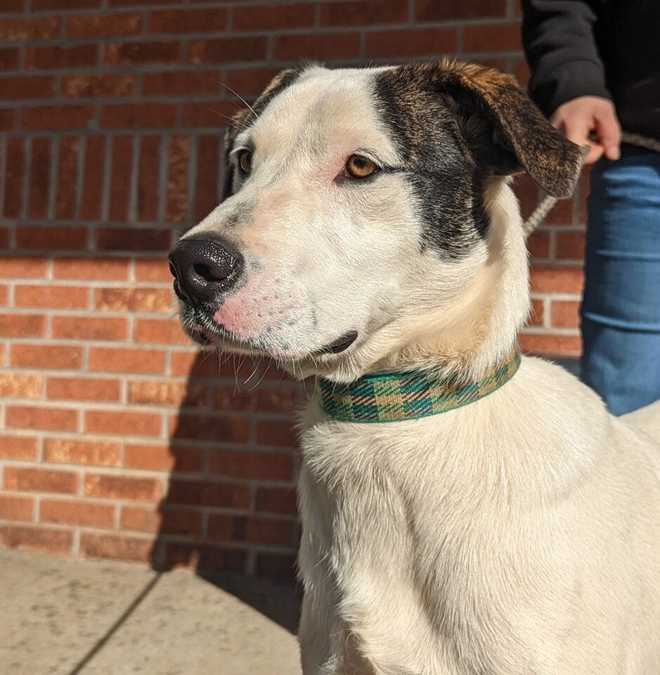 Instagram post from foothillscaninerescue. This post is in position 1.