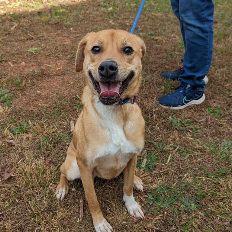 Instagram post from foothillscaninerescue. This post is in position 1.