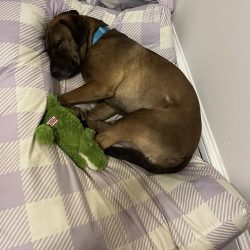 puppy-with-stuffed-animal